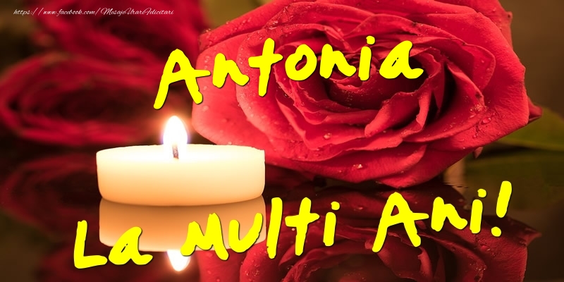 Antonia La Multi Ani! - Felicitari onomastice cu trandafiri