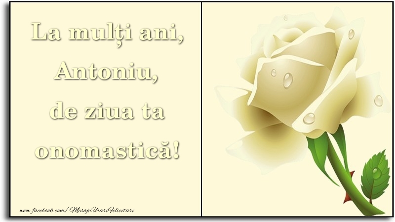 La mulți ani, de ziua ta onomastică! Antoniu - Felicitari onomastice cu trandafiri